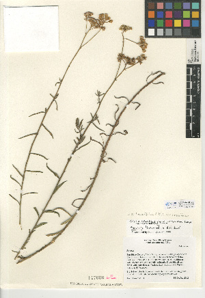  (Senecio linearifolius - CCDB-24935-C01)  @11 [ ] CreativeCommons - Attribution Non-Commercial Share-Alike (2015) SDNHM San Diego Natural History Museum