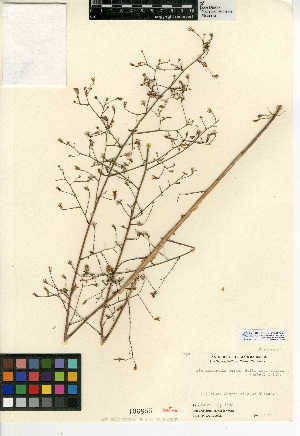  (Stephanomeria exigua subsp. deanei - CCDB-24935-C03)  @11 [ ] CreativeCommons - Attribution Non-Commercial Share-Alike (2015) SDNHM San Diego Natural History Museum