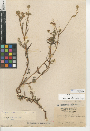  (Cryptantha clevelandii var. florosa - CCDB-24935-C11)  @11 [ ] CreativeCommons - Attribution Non-Commercial Share-Alike (2015) SDNHM San Diego Natural History Museum