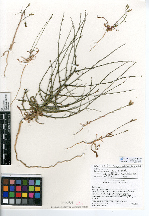  (Stephanomeria exigua subsp. coronaria - CCDB-24935-D03)  @11 [ ] CreativeCommons - Attribution Non-Commercial Share-Alike (2015) SDNHM San Diego Natural History Museum