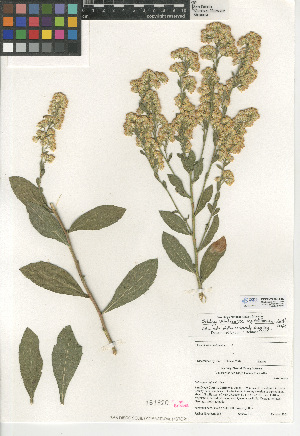  (Solidago velutina - CCDB-24935-E02)  @11 [ ] CreativeCommons - Attribution Non-Commercial Share-Alike (2015) SDNHM San Diego Natural History Museum