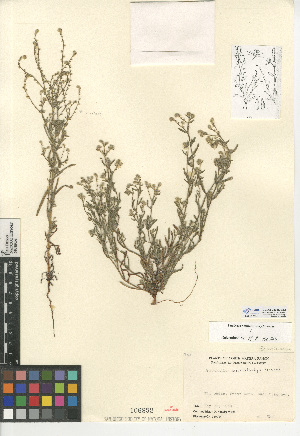  (Cryptantha microstachys - CCDB-24935-E12)  @11 [ ] CreativeCommons - Attribution Non-Commercial Share-Alike (2015) SDNHM San Diego Natural History Museum