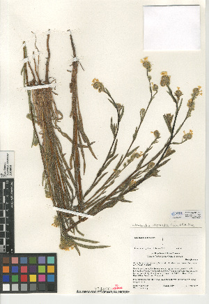  (Amsinckia menziesii - CCDB-24935-F10)  @11 [ ] CreativeCommons - Attribution Non-Commercial Share-Alike (2015) SDNHM San Diego Natural History Museum