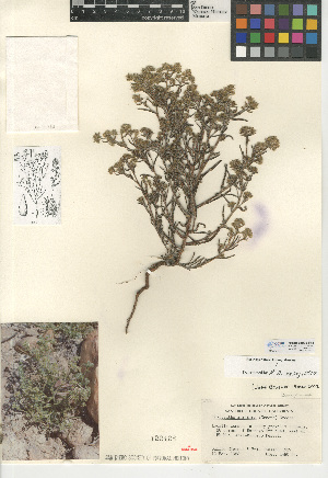  (Cryptantha maritima - CCDB-24935-F12)  @11 [ ] CreativeCommons - Attribution Non-Commercial Share-Alike (2015) SDNHM San Diego Natural History Museum