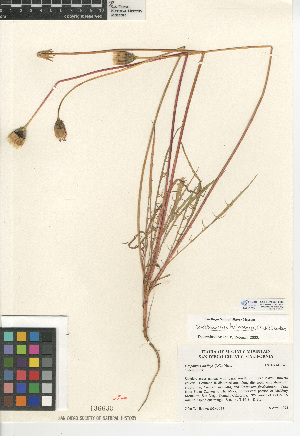  (Stebbinsoseris heterocarpa - CCDB-24935-G03)  @11 [ ] CreativeCommons - Attribution Non-Commercial Share-Alike (2015) SDNHM San Diego Natural History Museum