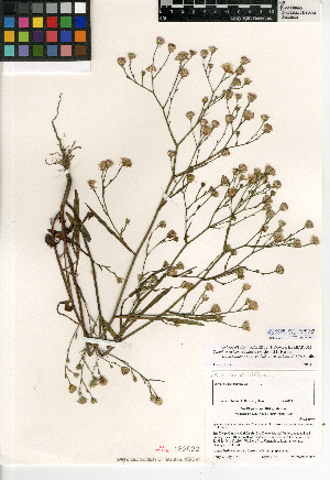  (Symphyotrichum subulatum - CCDB-24935-G05)  @11 [ ] CreativeCommons - Attribution Non-Commercial Share-Alike (2015) SDNHM San Diego Natural History Museum