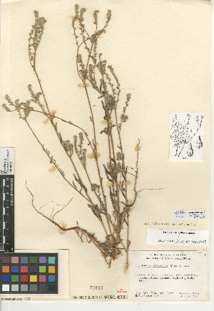  (Cryptantha intermedia var. intermedia - CCDB-24935-G12)  @11 [ ] CreativeCommons - Attribution Non-Commercial Share-Alike (2015) SDNHM San Diego Natural History Museum