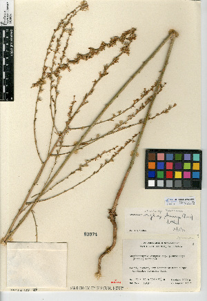  (Stephanomeria virgata subsp. pleurocarpa - CCDB-24935-H04)  @11 [ ] CreativeCommons - Attribution Non-Commercial Share-Alike (2015) SDNHM San Diego Natural History Museum