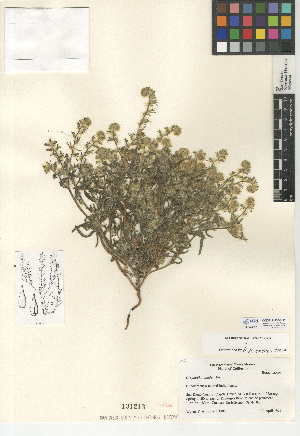  (Cryptantha ganderi - CCDB-24935-H12)  @11 [ ] CreativeCommons - Attribution Non-Commercial Share-Alike (2015) SDNHM San Diego Natural History Museum