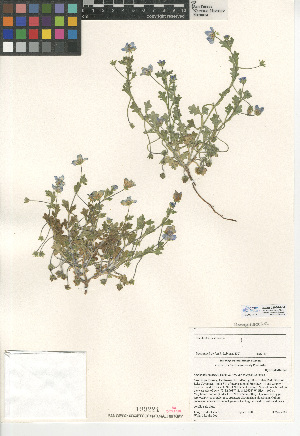  (Nemophila menziesii var. integrifolia - CCDB-24936-A04)  @11 [ ] CreativeCommons - Attribution Non-Commercial Share-Alike (2015) SDNHM San Diego Natural History Museum