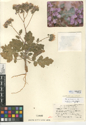  (Phacelia crenulata var. ambigua - CCDB-24936-A06)  @11 [ ] CreativeCommons - Attribution Non-Commercial Share-Alike (2015) SDNHM San Diego Natural History Museum
