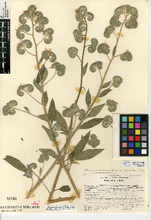  (Phacelia imbricata var. patula - CCDB-24936-A07)  @11 [ ] CreativeCommons - Attribution Non-Commercial Share-Alike (2015) SDNHM San Diego Natural History Museum