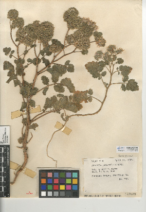  (Phacelia pedicellata - CCDB-24936-A08)  @11 [ ] CreativeCommons - Attribution Non-Commercial Share-Alike (2015) SDNHM San Diego Natural History Museum