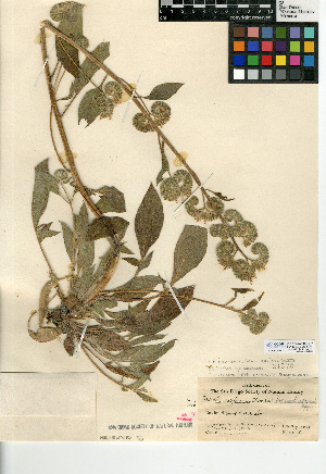  (Phacelia imbricata var. imbricata - CCDB-24936-B07)  @11 [ ] CreativeCommons - Attribution Non-Commercial Share-Alike (2015) SDNHM San Diego Natural History Museum