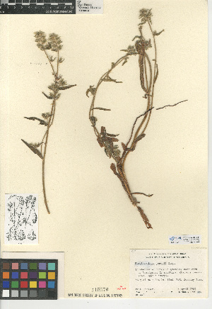  (Plagiobothrys jonesii - CCDB-24936-B11)  @11 [ ] CreativeCommons - Attribution Non-Commercial Share-Alike (2015) SDNHM San Diego Natural History Museum
