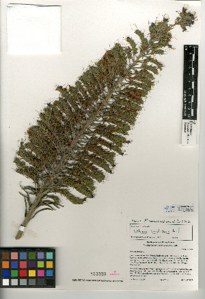  (Echium candicans - CCDB-24936-C01)  @11 [ ] CreativeCommons - Attribution Non-Commercial Share-Alike (2015) SDNHM San Diego Natural History Museum