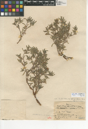  (Nama hispida - CCDB-24936-C04)  @11 [ ] CreativeCommons - Attribution Non-Commercial Share-Alike (2015) SDNHM San Diego Natural History Museum