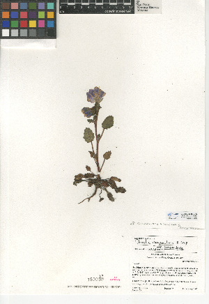  (Phacelia campanularia - CCDB-24936-C06)  @11 [ ] CreativeCommons - Attribution Non-Commercial Share-Alike (2015) SDNHM San Diego Natural History Museum