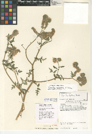  (Phacelia umbrosa - CCDB-24936-C09)  @11 [ ] CreativeCommons - Attribution Non-Commercial Share-Alike (2015) SDNHM San Diego Natural History Museum