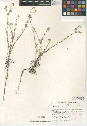  (Cryptantha wigginsii - CCDB-24936-D01)  @11 [ ] CreativeCommons - Attribution Non-Commercial Share-Alike (2015) SDNHM San Diego Natural History Museum