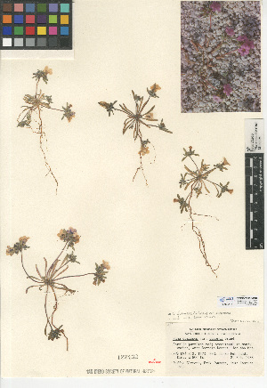  (Nama demissa - CCDB-24936-D04)  @11 [ ] CreativeCommons - Attribution Non-Commercial Share-Alike (2015) SDNHM San Diego Natural History Museum