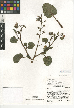  (Phacelia nashiana - CCDB-24936-D08)  @11 [ ] CreativeCommons - Attribution Non-Commercial Share-Alike (2015) SDNHM San Diego Natural History Museum