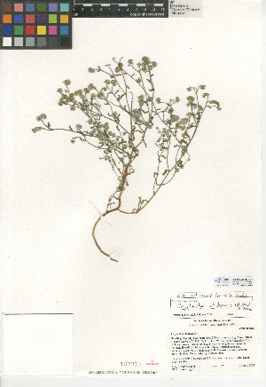  (Cryptantha utahensis - CCDB-24936-E01)  @11 [ ] CreativeCommons - Attribution Non-Commercial Share-Alike (2015) SDNHM San Diego Natural History Museum
