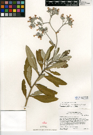  (Eriodictyon crassifolium var. nigrescens - CCDB-24936-E02)  @11 [ ] CreativeCommons - Attribution Non-Commercial Share-Alike (2015) SDNHM San Diego Natural History Museum