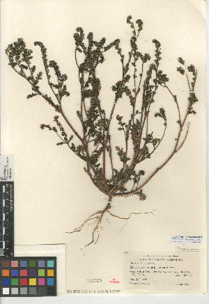  (Phacelia affinis - CCDB-24936-E06)  @11 [ ] CreativeCommons - Attribution Non-Commercial Share-Alike (2015) SDNHM San Diego Natural History Museum