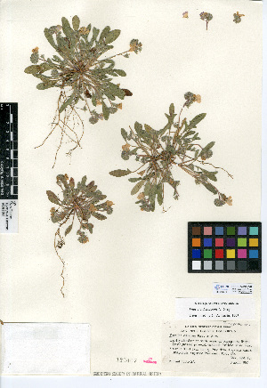  (Phacelia davidsonii - CCDB-24936-E07)  @11 [ ] CreativeCommons - Attribution Non-Commercial Share-Alike (2015) SDNHM San Diego Natural History Museum