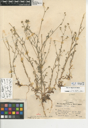 (Cryptantha simulans - CCDB-24936-F01)  @11 [ ] CreativeCommons - Attribution Non-Commercial Share-Alike (2015) SDNHM San Diego Natural History Museum