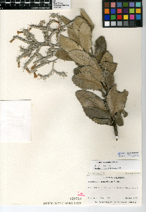  (Eriodictyon crassifolium - CCDB-24936-F02)  @11 [ ] CreativeCommons - Attribution Non-Commercial Share-Alike (2015) SDNHM San Diego Natural History Museum