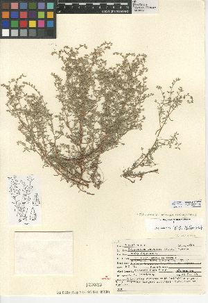  (Cryptantha racemosa - CCDB-24936-F04)  @11 [ ] CreativeCommons - Attribution Non-Commercial Share-Alike (2015) SDNHM San Diego Natural History Museum