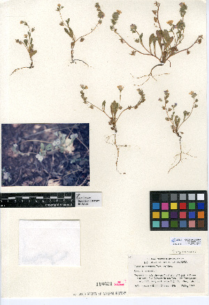  (Phacelia curvipes - CCDB-24936-F07)  @11 [ ] CreativeCommons - Attribution Non-Commercial Share-Alike (2015) SDNHM San Diego Natural History Museum