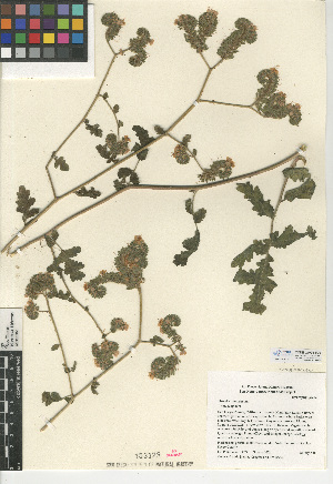  (Phacelia ramosissima var. subglabra - CCDB-24936-F09)  @11 [ ] CreativeCommons - Attribution Non-Commercial Share-Alike (2015) SDNHM San Diego Natural History Museum