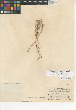  (Cryptantha pterocarya var. purpusii - CCDB-24936-G01)  @11 [ ] CreativeCommons - Attribution Non-Commercial Share-Alike (2015) SDNHM San Diego Natural History Museum