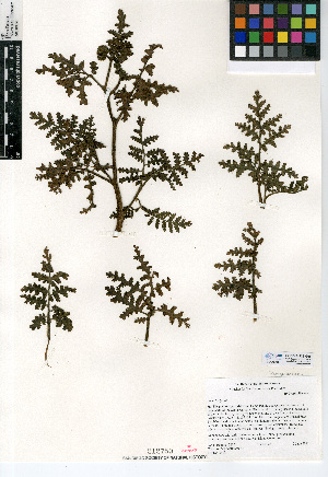  (Phacelia lyonii - CCDB-24936-G08)  @11 [ ] CreativeCommons - Attribution Non-Commercial Share-Alike (2015) SDNHM San Diego Natural History Museum