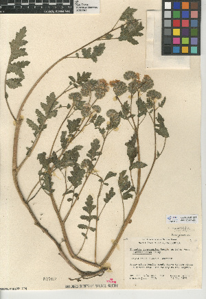  (Phacelia ramosissima var. latifolia - CCDB-24936-G09)  @11 [ ] CreativeCommons - Attribution Non-Commercial Share-Alike (2015) SDNHM San Diego Natural History Museum