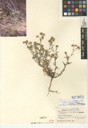  (Cryptantha pterocarya var. pseudocycloptera - CCDB-24936-H01)  @11 [ ] CreativeCommons - Attribution Non-Commercial Share-Alike (2015) SDNHM San Diego Natural History Museum