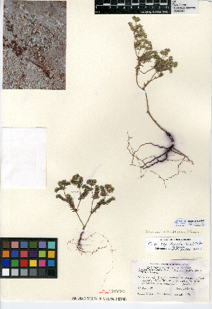  (Eremocarya lepida - CCDB-24936-H02)  @11 [ ] CreativeCommons - Attribution Non-Commercial Share-Alike (2015) SDNHM San Diego Natural History Museum