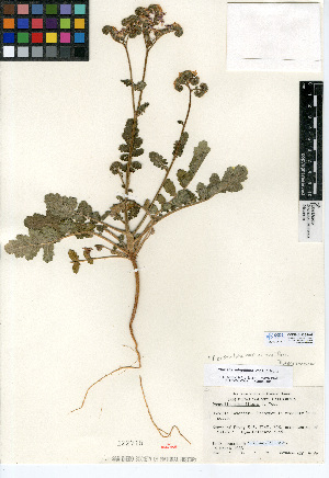  (Phacelia crenulata - CCDB-24936-H07)  @11 [ ] CreativeCommons - Attribution Non-Commercial Share-Alike (2015) SDNHM San Diego Natural History Museum