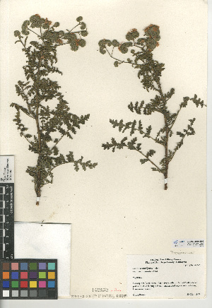  (Phacelia ramosissima var. austrolitoralis - CCDB-24936-H09)  @11 [ ] CreativeCommons - Attribution Non-Commercial Share-Alike (2015) SDNHM San Diego Natural History Museum