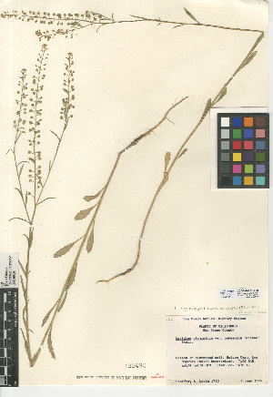  (Lepidium virginicum subsp. menziesii - CCDB-24937-A08)  @11 [ ] CreativeCommons - Attribution Non-Commercial Share-Alike (2015) SDNHM San Diego Natural History Museum