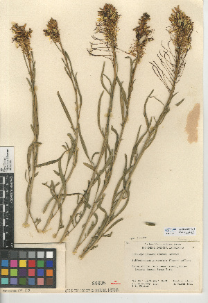  (Stanleya pinnata - CCDB-24937-A11)  @11 [ ] CreativeCommons - Attribution Non-Commercial Share-Alike (2015) SDNHM San Diego Natural History Museum