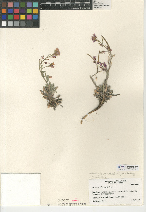  (Boechera johnstonii - CCDB-24937-B01)  @11 [ ] CreativeCommons - Attribution Non-Commercial Share-Alike (2015) SDNHM San Diego Natural History Museum