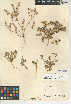  (Lepidium lasiocarpum - CCDB-24937-B07)  @11 [ ] CreativeCommons - Attribution Non-Commercial Share-Alike (2015) SDNHM San Diego Natural History Museum