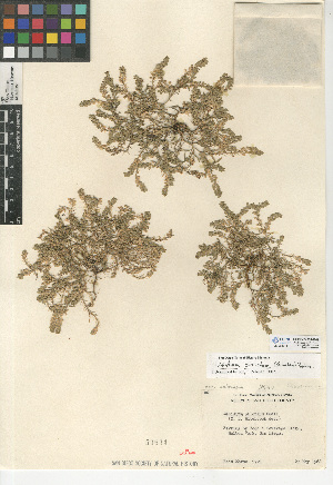  (Lepidium strictum - CCDB-24937-B08)  @11 [ ] CreativeCommons - Attribution Non-Commercial Share-Alike (2015) SDNHM San Diego Natural History Museum