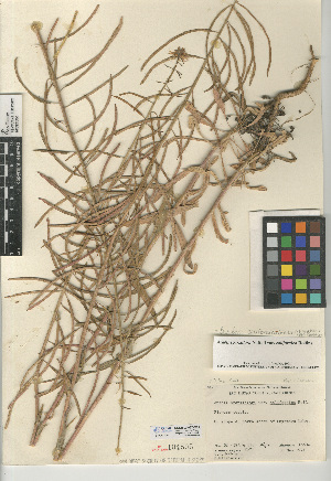  (Boechera californica - CCDB-24937-C01)  @11 [ ] CreativeCommons - Attribution Non-Commercial Share-Alike (2015) SDNHM San Diego Natural History Museum