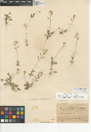  (Draba cuneifolia var. integrifolia - CCDB-24937-C05)  @11 [ ] CreativeCommons - Attribution Non-Commercial Share-Alike (2015) SDNHM San Diego Natural History Museum