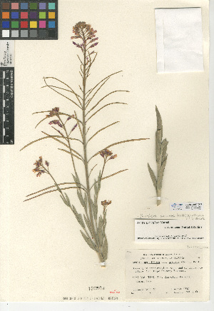  (Boechera arcuata - CCDB-24937-D01)  @11 [ ] CreativeCommons - Attribution Non-Commercial Share-Alike (2015) SDNHM San Diego Natural History Museum